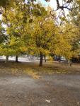 Leaves begining to turn