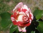 Portland Rose Garden July 2010