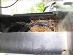 Baby Birds 008