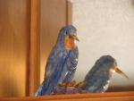 Birds 03