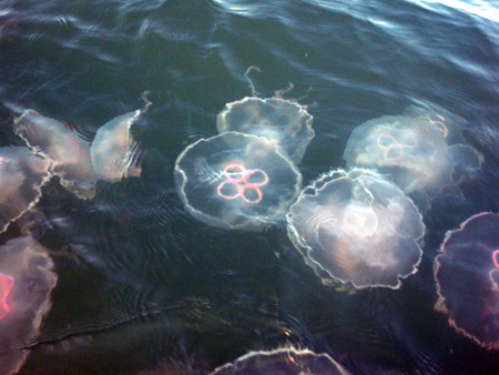 JellyfishE