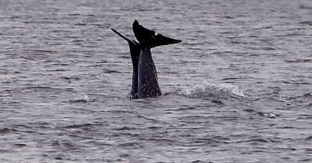 Dolphins1e