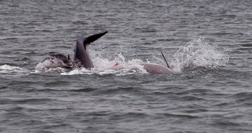 Dolphins3e
