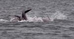 Dolphins3e