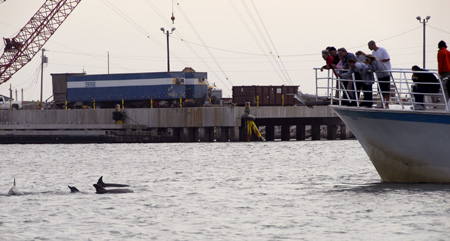 DolphinWatch1e