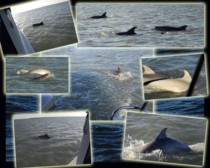 DolphinComp