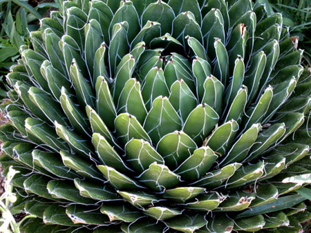 SucculentE