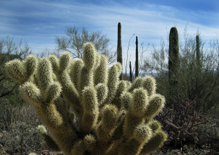 Cactus2E
