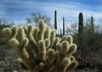 Cactus2E