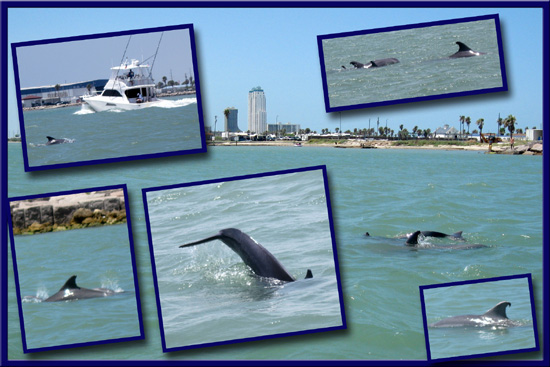 DolphinsE