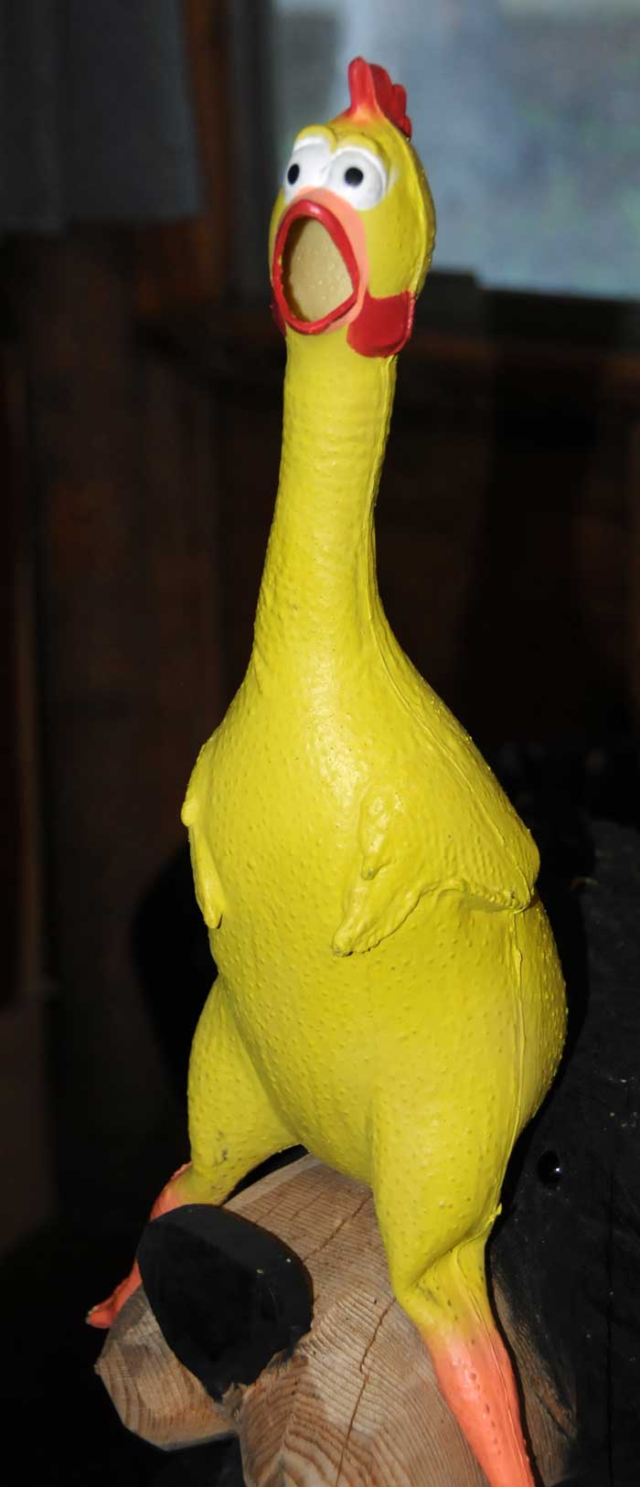 Chicken