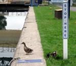 DucksE