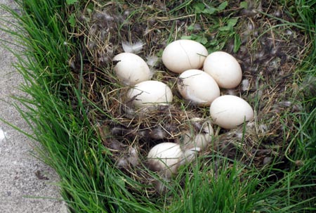 EggsE
