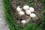 EggsE