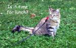 TimeForLunchE