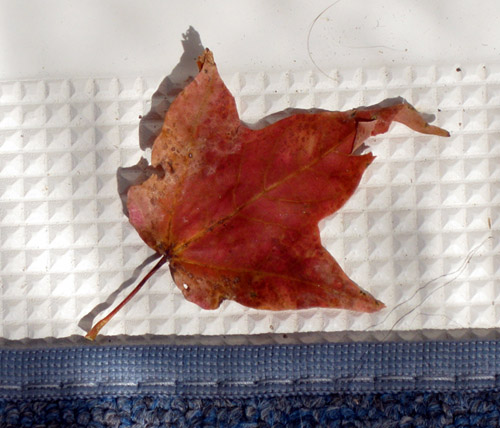 MapleLeafE