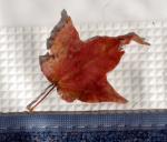MapleLeafE