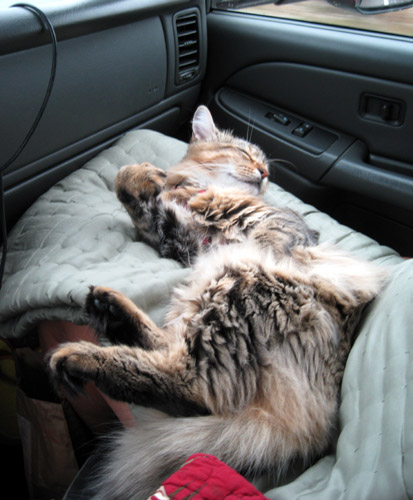 IzzySleepE