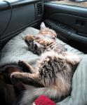 IzzySleepE