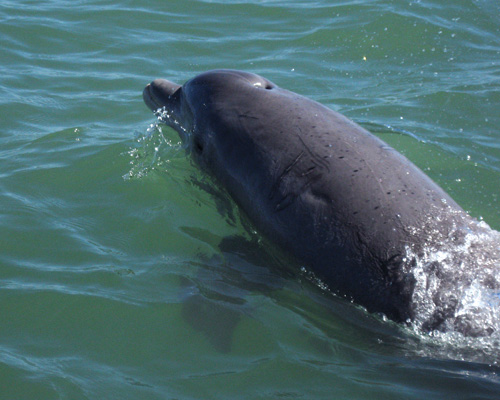 Dolphins1e