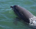 Dolphins1e