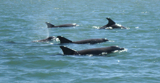 Dolphins3e