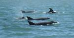 Dolphins3e