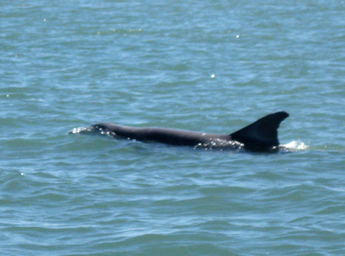 Dolphins6e