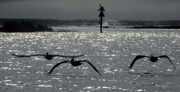 PelicansE