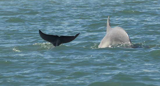 Dolphins5e