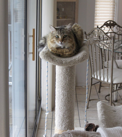 IzTower1e