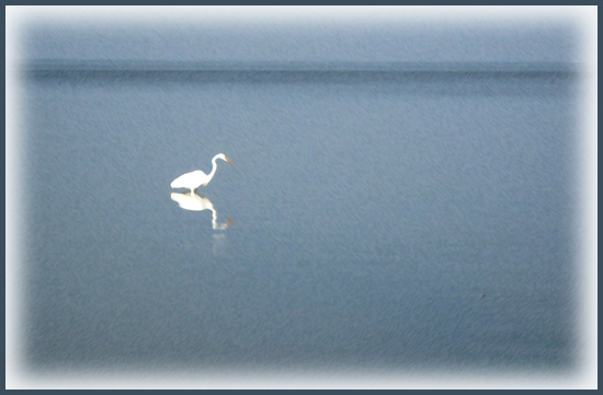 BirdArtE