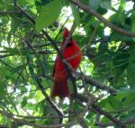 CardinalE