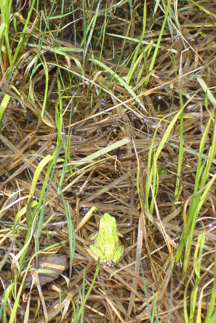 The Lily Lake Green Frog.