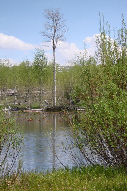 Lily Lake