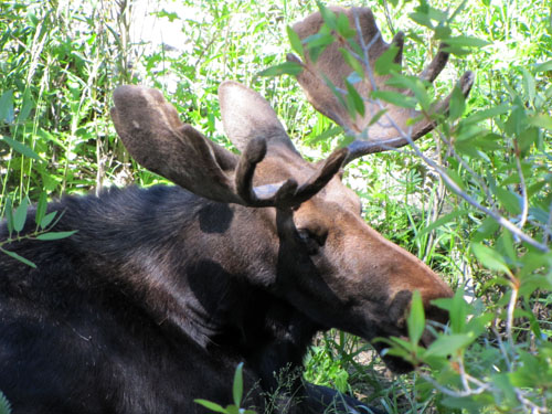 Moose1e