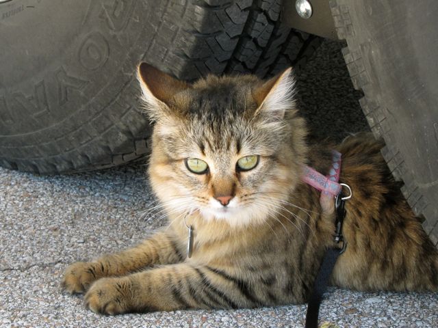 IzzyTiresE