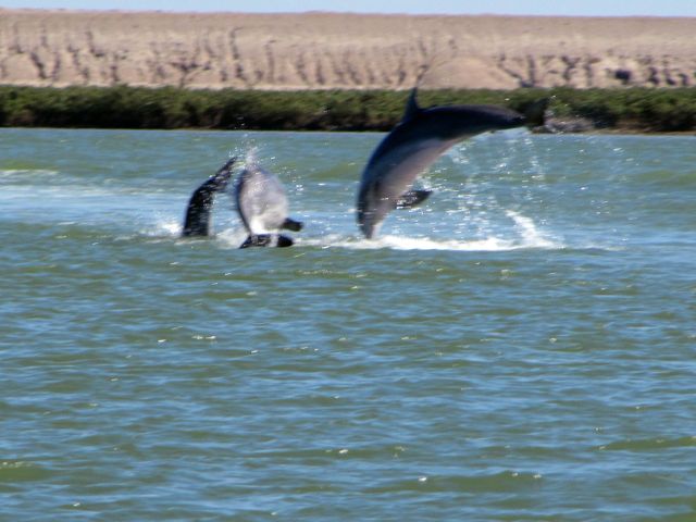 DolphinsJumpE