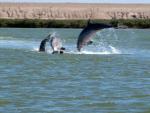 DolphinsJumpE