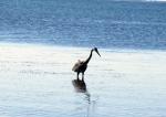 BirdE