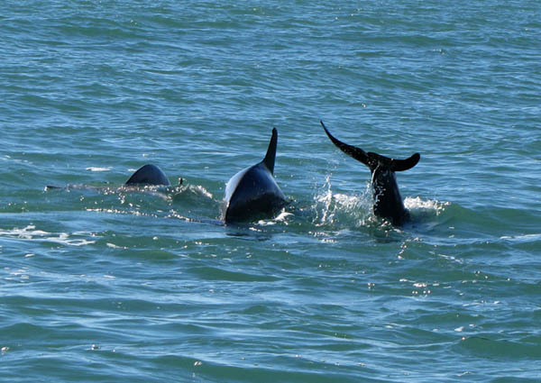 DolphinsE