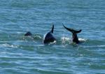 DolphinsE