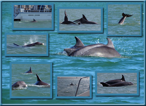 DolphinCollage