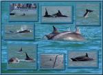 DolphinCollage
