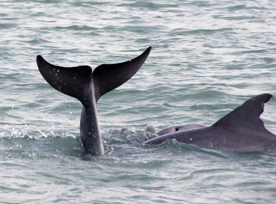 Dolphins1e