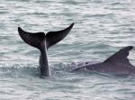 Dolphins1e