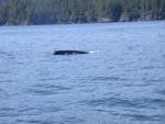 Alaskan Adventure