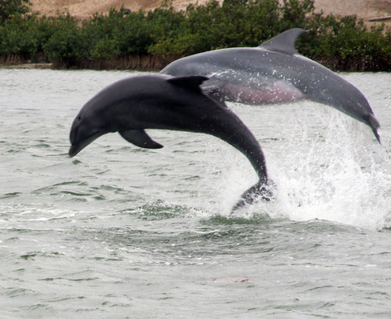 DolphinsJumpingE