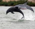 DolphinsJumpingE