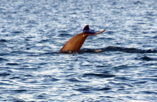 Tail1e